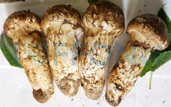 16184636818335.gif 4.13.1.1.gif