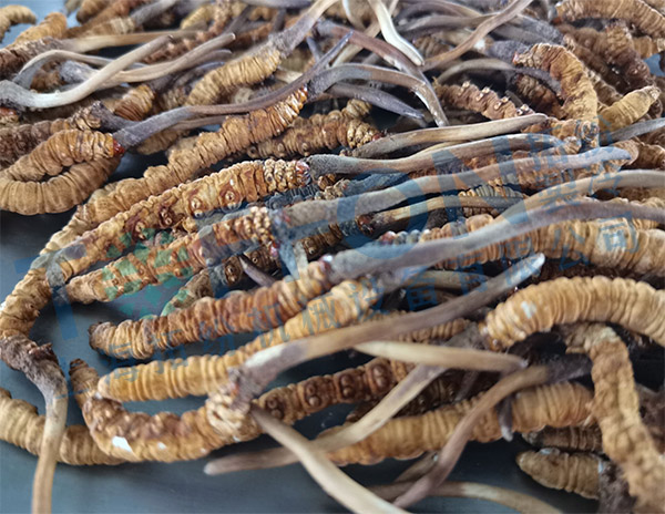 蟲草凍干：中試中藥材真空冷凍干燥機及冬蟲夏草凍干技術(shù)